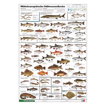 Poster Mitteleuropische Swasserfische - 61 coole Geschenke für Angler