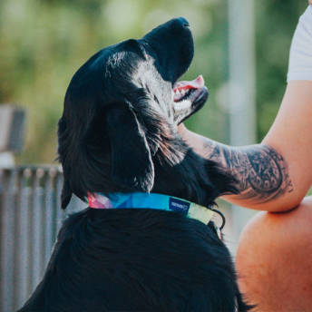 Farbenfrohe Hundehalsbnder mit Style - Geschenke für Hunde und Hundenarren