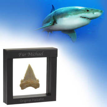 Original fossiler HaiZahn im personalisierten Schweberahmen - Coole Geschenke für Taucher
