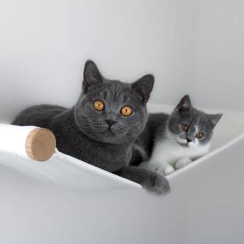 Katzenhngematte fr die Wand - Originelle Geschenke für Katzenfreunde (und ihre Katzen)