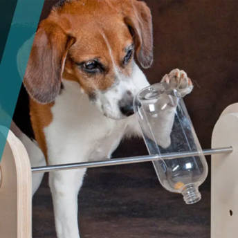 Mentra Denkspielkoffer fr ausgeglichene Hunde - Geschenke für Hunde und Hundenarren