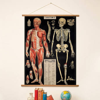 Vintage Anatomie Poster mit Holzleisten Rahmen und Schnur  - 