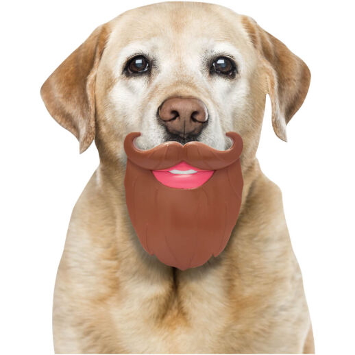 Bart und Schnurrbart für den Hund