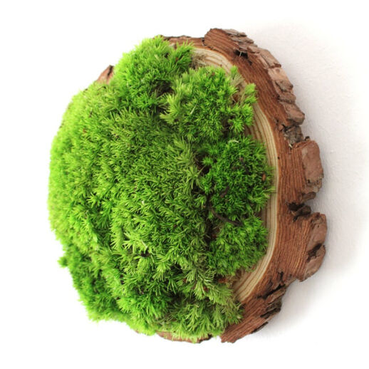 Moosbild auf Baumscheibe
