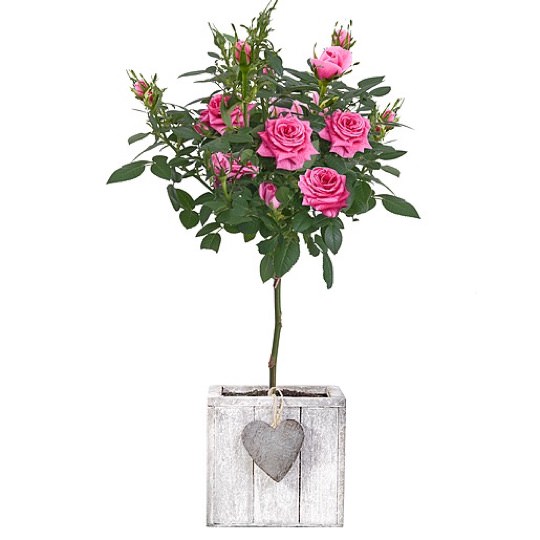 Rosa Rosenstämmchen im Herztopf