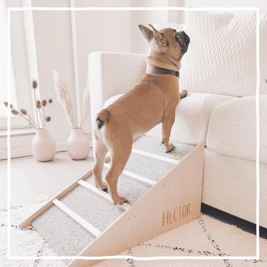 Personalisierte Rampe für Hunde und Katzen