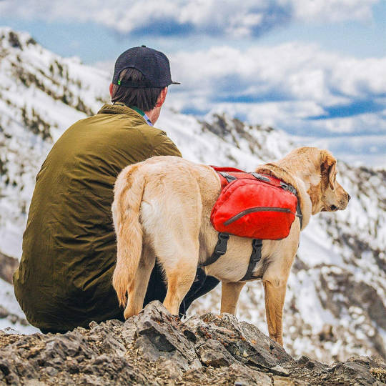 Leichte Satteltasche für Hunde - ideal für Camping, Wandern und auf Reisen